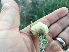 Asphondylia floccosa