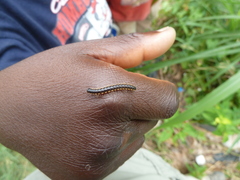 Diplopoda