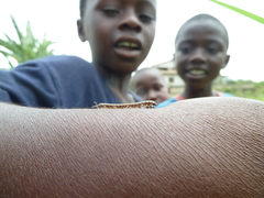 Diplopoda