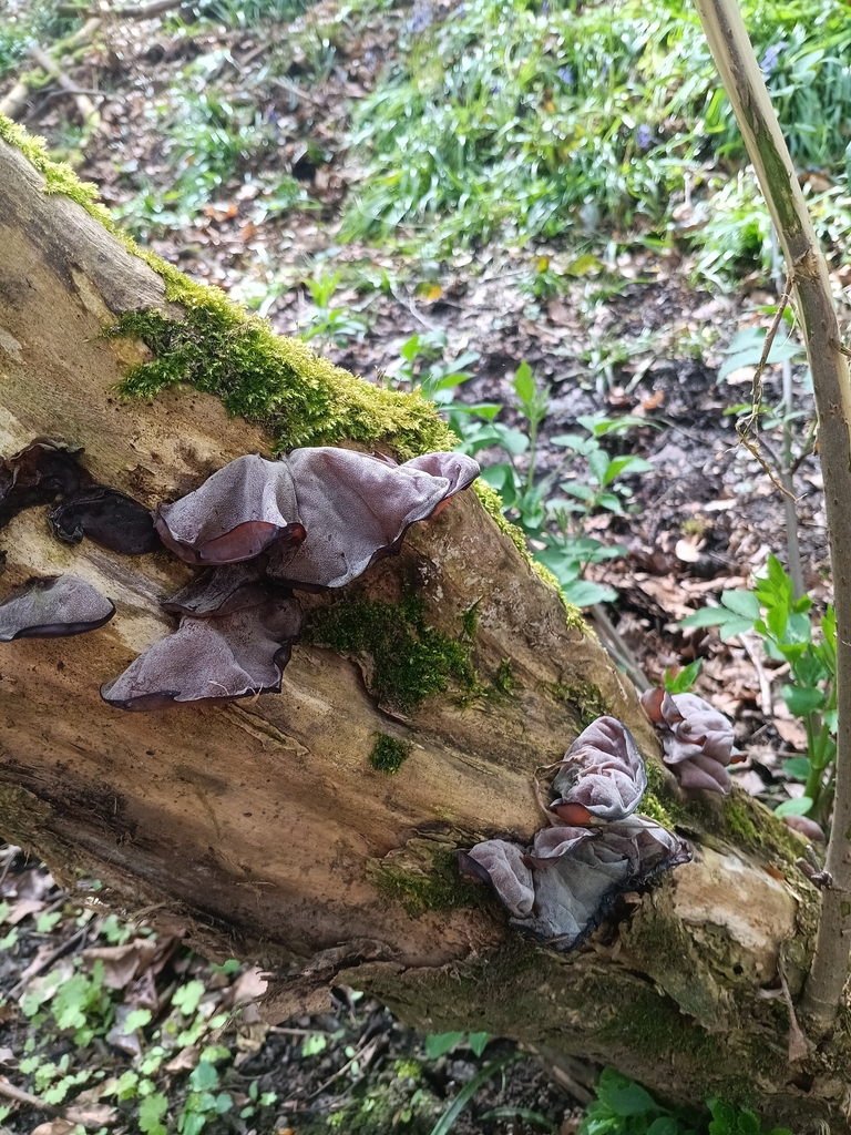 Auricularia auricula-judae · April 2026 · photo: © considerthelilies (iNaturalist, cc-by)