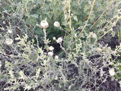 Asphondylia floccosa