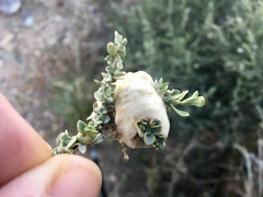 Asphondylia floccosa