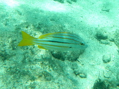 Lutjanus carponotatus