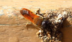 Megachile rufipennis