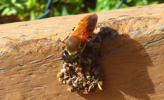 Megachile rufipennis