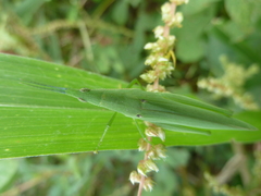 Caelifera
