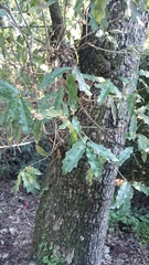 Quercus canbyi