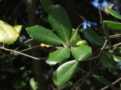 Quercus phillyreoides