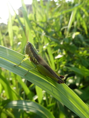 Caelifera