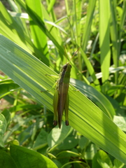 Caelifera