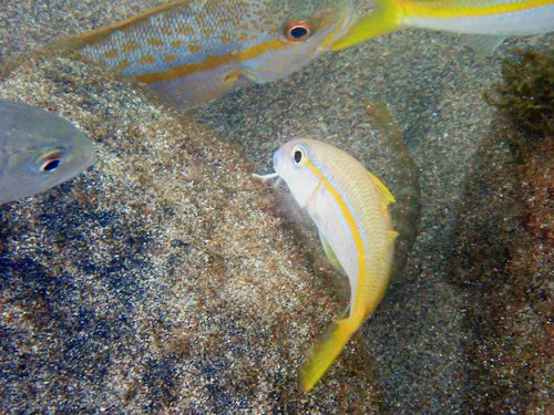Mulloidichthys martinicus