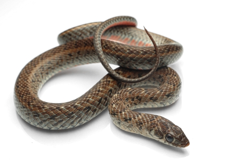 Almaden Ground Snake, Erythrolamprus almadensis