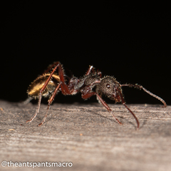 Dolichoderus extensispinus