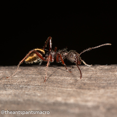 Dolichoderus extensispinus