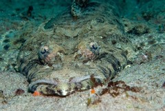 Papilloculiceps longiceps