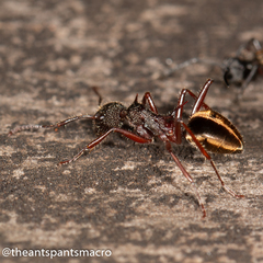 Dolichoderus extensispinus