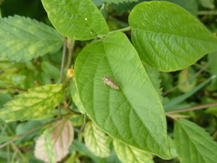 Auchenorrhyncha