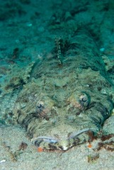 Papilloculiceps longiceps