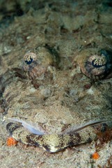 Papilloculiceps longiceps