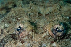 Papilloculiceps longiceps