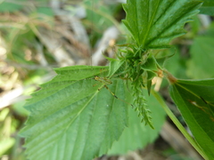 Caelifera