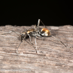 Polyrhachis brisbanensis