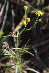 Senecio bupleuroides