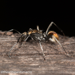 Polyrhachis brisbanensis