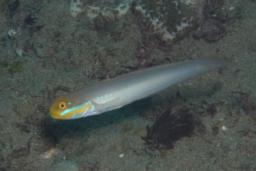 Sleeper Gobies
