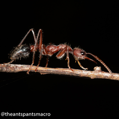 Myrmecia comata