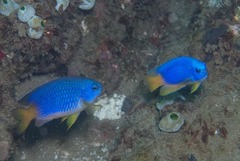 Pomacentrus caeruleus