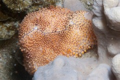 Ovula costellata