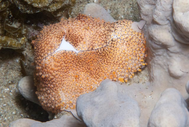 pink-mouthed egg cowrie