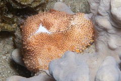 Ovula costellata