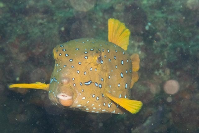 Yellow Boxfish (Parsley Bay and Surrounds Fishes) · iNaturalist