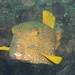 Yellow Boxfish - Photo (c) Georgina Jones, some rights reserved (CC BY-SA), uploaded by Georgina Jones