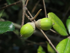 Quercus phillyreoides