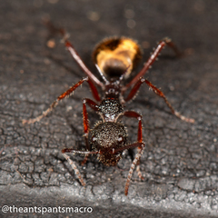 Dolichoderus extensispinus