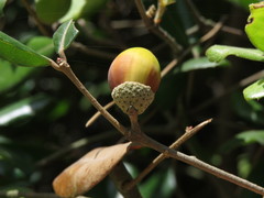 Quercus phillyreoides