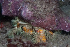 Aniculus maximus