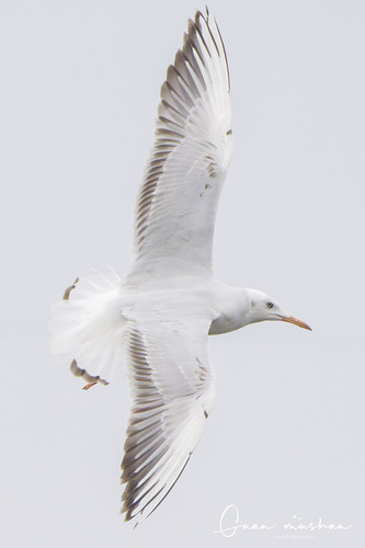 Slender-billed Gull