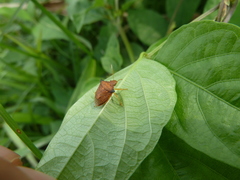 Heteroptera