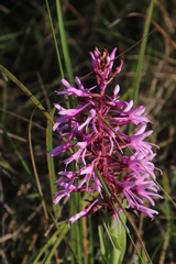 Disa nervosa