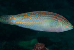 Halichoeres cosmetus