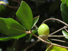 Quercus phillyreoides