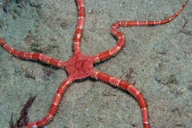 Ophiarachnella septemspinosa
