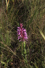 Disa nervosa