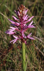 Disa nervosa