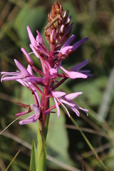 Disa nervosa
