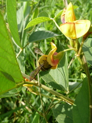Xylocopa